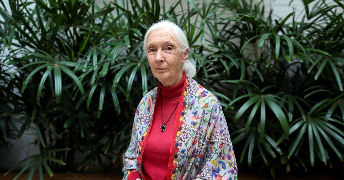 Pbs News Hour Jane Goodall On Animal Human Connections Amid The