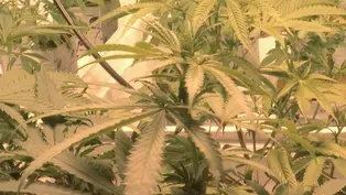 POT ‘LISTENING SESSIONS’ BEGIN