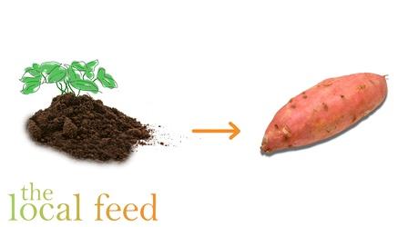 Video thumbnail: The Local Feed Grow Sweet Potatoes with Tips from Edible Uprising Farm
