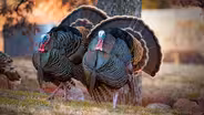 Turkey Troubles