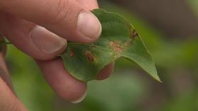 Video thumbnail: Backyard Farmer Backyard Farmer: Tips for Managing Disease