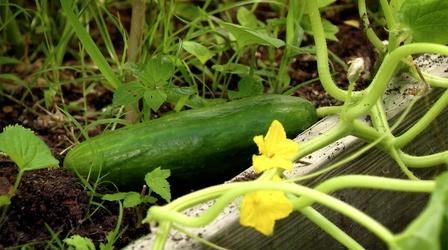 Video thumbnail: Virginia Home Grown Harvesting vegetables at the right time