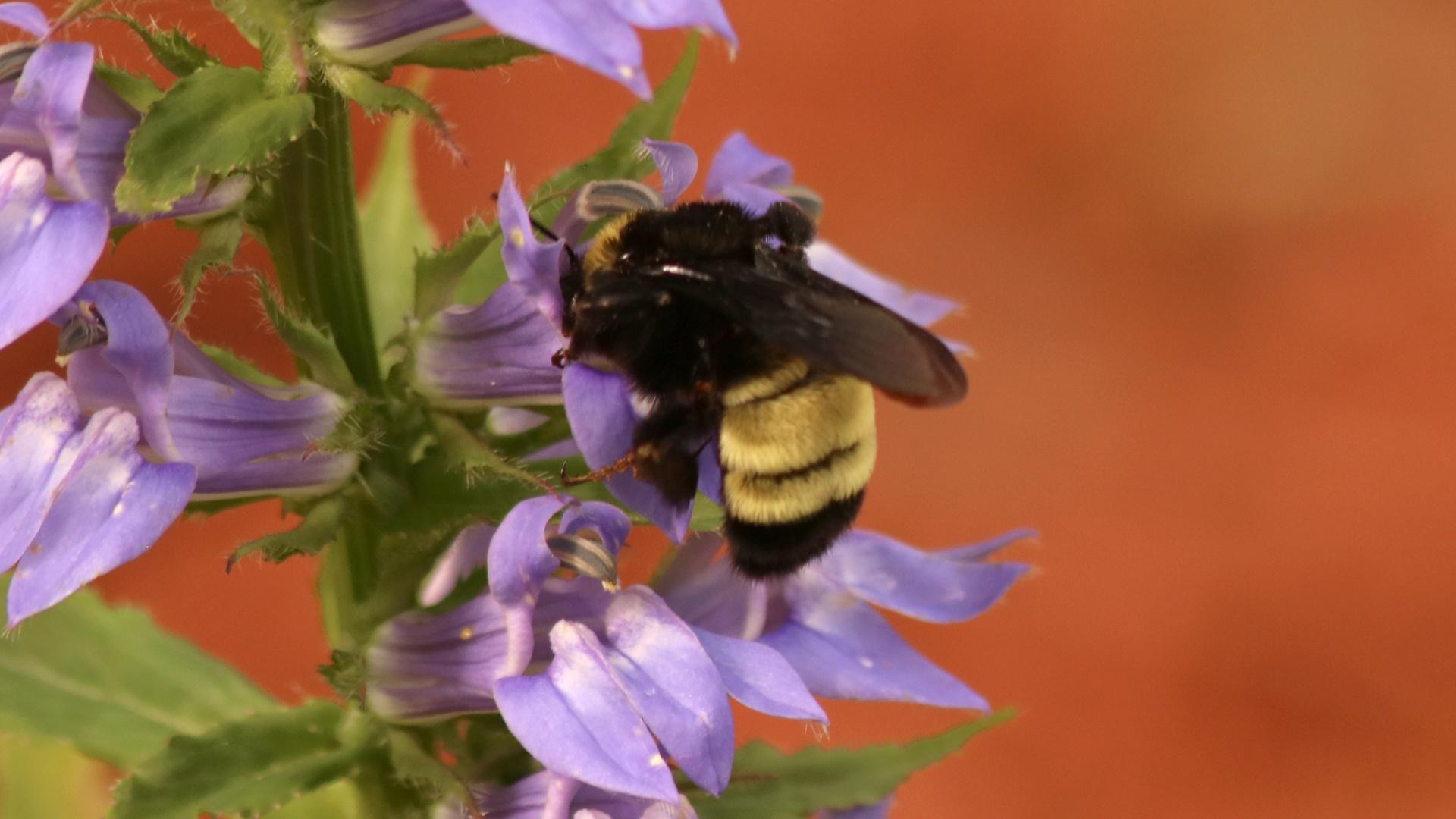 Beekeepers Give Home to Rare American Bumblebee Colony