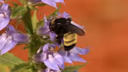 Beekeepers Give Home to Rare American Bumblebee Colony