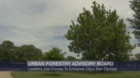 Video thumbnail: Chicago Tonight Advisory Board Aims to Help Restore Chicago’s Urban Canopy