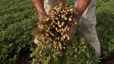 Georgia Peanut Harvest