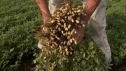 Georgia Peanut Harvest