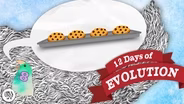 Does Evolution Violate Thermodynamics?