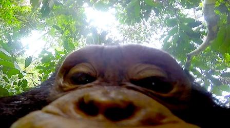 Video thumbnail: Nature Tour the Treetops from a Chimp's Point of View