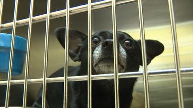 Trenton's animal shelter funding cut, mayor calling for help