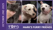 10/2/2025 | Archi, Puppy Yoga and Bronson | Mark's Furry Friends Extra