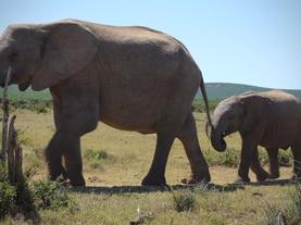 This AI Can Help Park Rangers Identify Poachers