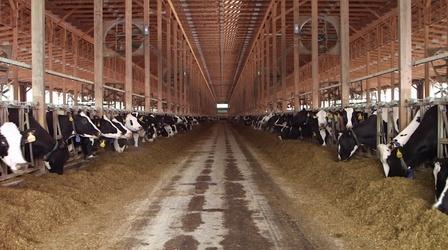 Video thumbnail: PBS NewsHour Dairy trade sours NAFTA negotiations with Canada