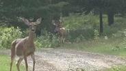 Deer Hunting, Bass Fishing | Michigan Out of Doors