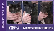 1/29/2026 | Harry, Laura and Rider | Mark's Furry Friends