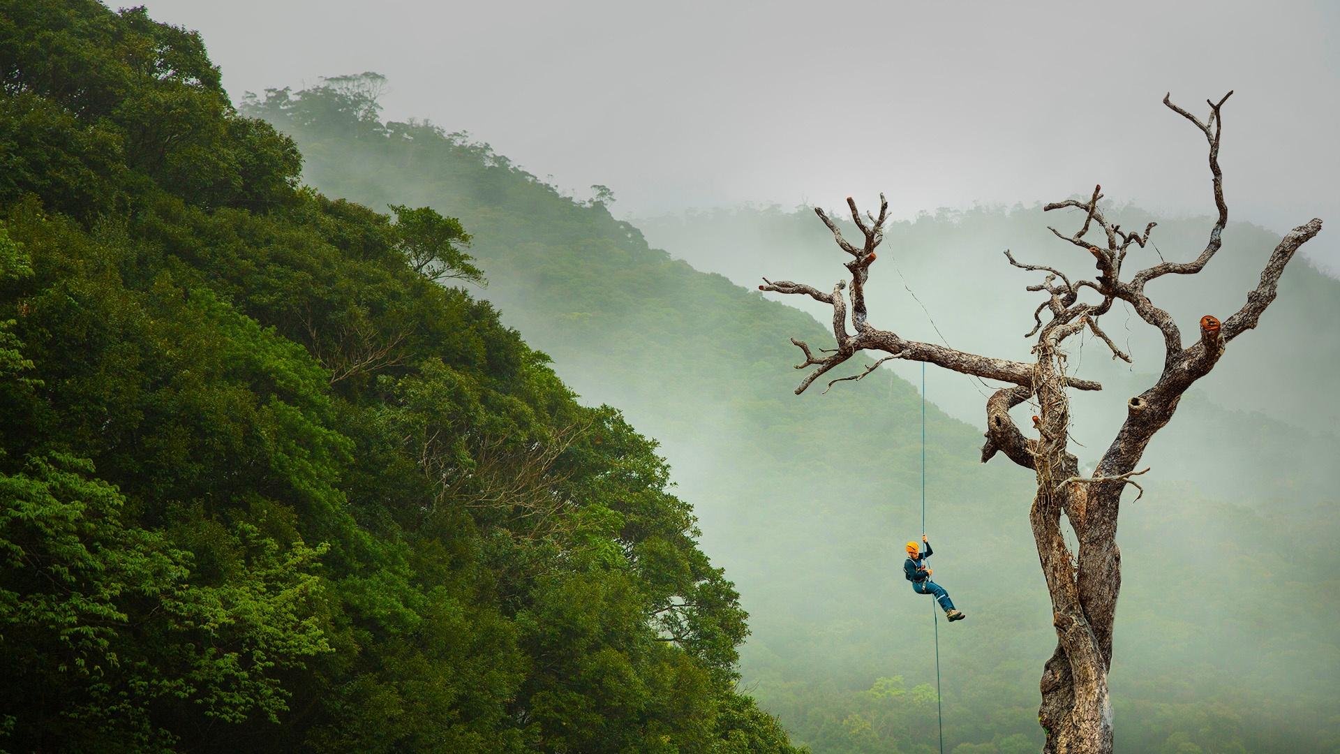 In Costa Rica’s cloud forest, ecologists scale the 70-foot canopies to solve a high-altitude "whodun