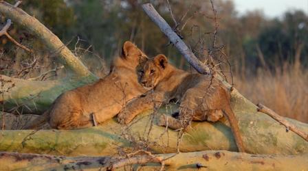 Video thumbnail: NOVA Lions Return to Mozambique's Gorongosa National Park