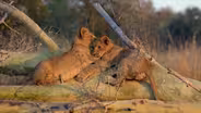 Lions Return to Mozambique's Gorongosa National Park