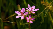 Introduction to "Wildflowers"