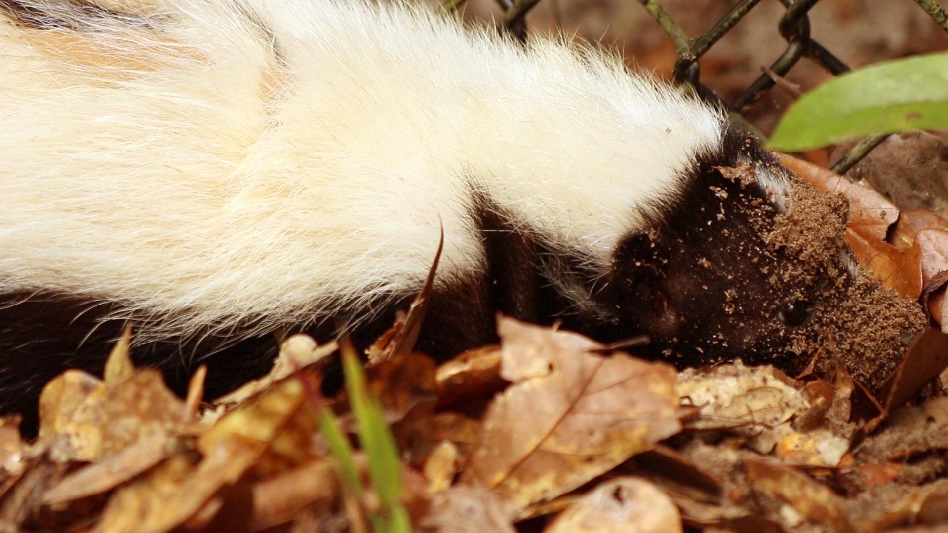 Striped Skunks |Tallahassee Museum’s Mysterious Residents