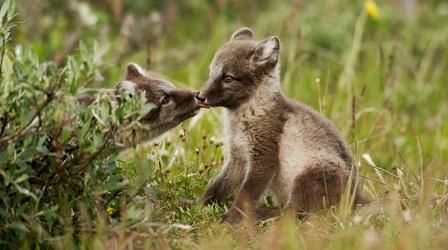 Video thumbnail: Nature American Arctic