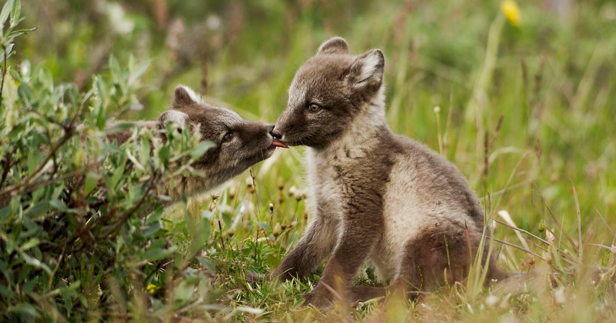 Arctic Fox Passes Away - Yukon Wildlife Preserve