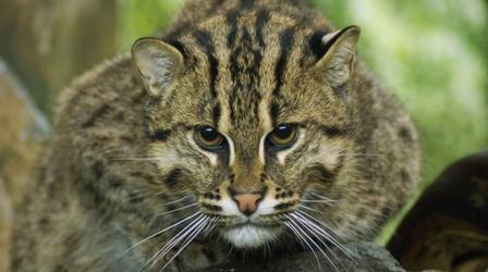 Video thumbnail: CET Community Zoo CREW Using Science to Save Fishing Cats
