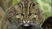 Zoo CREW Using Science to Save Fishing Cats