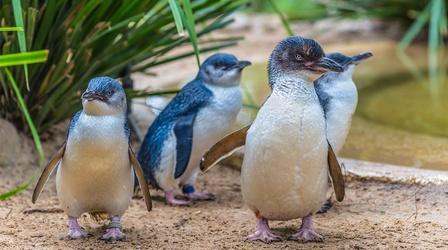 Video thumbnail: Nature Penguins: Meet the Family