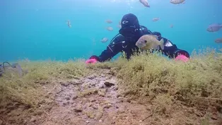 Diving Deep