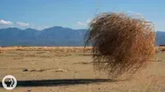 Why Do Tumbleweeds Tumble?