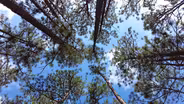 Weymouth Woods
