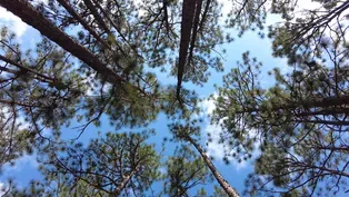 Weymouth Woods