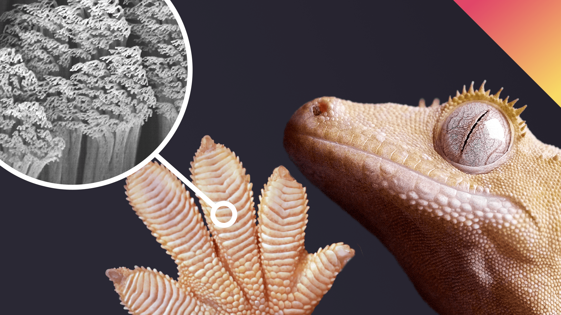 Be Smart, Why Geckos Are Sticky Without Being Sticky