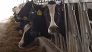 Wagner Farms | Preview