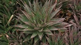 Video thumbnail: Virginia Home Grown Cacti & Succulents | Silvopasture