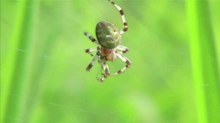 Video thumbnail: Earth Focus Biodiversity and Health