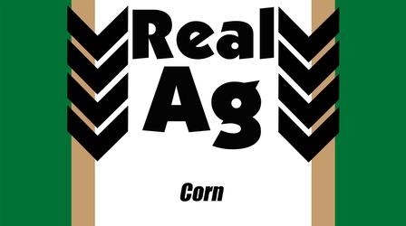 Video thumbnail: Real Ag Corn