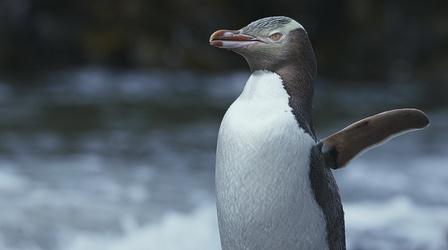 Video thumbnail: Big Pacific Yellow-eyed Penguins