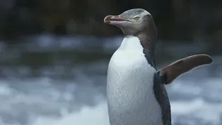 Yellow-eyed Penguins