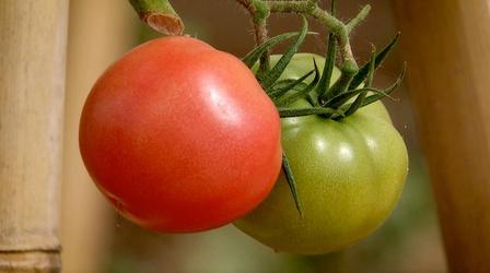 Video thumbnail: Virginia Home Grown Bringing the garden inside