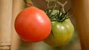 Bringing the garden inside
