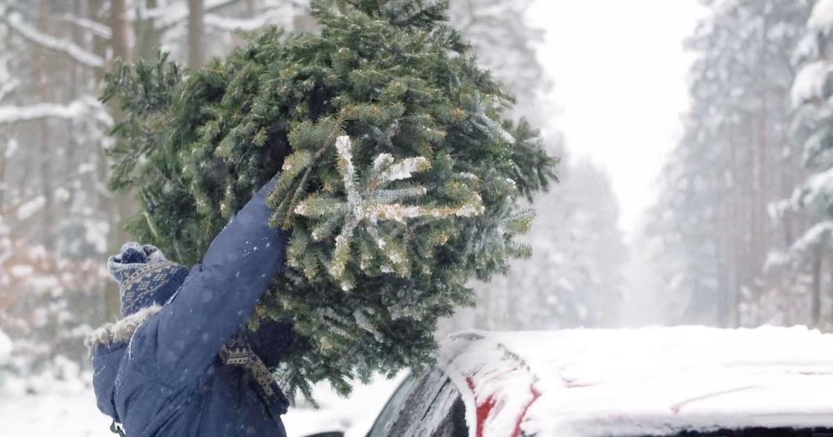 Axios Weekender Cutting your own Christmas tree. PBS