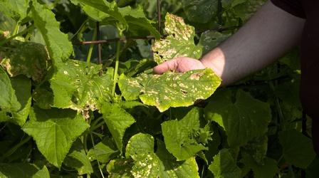 Video thumbnail: Backyard Farmer New Gardener's Tips * Squash Vine Borer