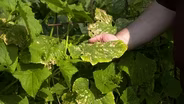 New Gardener's Tips * Squash Vine Borer