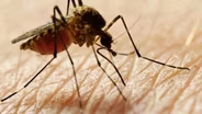 Louisville Reports First West Nile Case of 2026