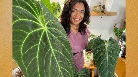 Video thumbnail: Central Texas Gardener Grow Semi-Hydro Houseplants