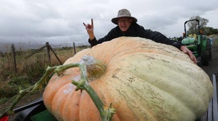 Video thumbnail: Modern Gardener Cutting The Vine On The Biggest Pumpkin In Utah