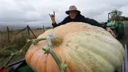 Cutting The Vine On The Biggest Pumpkin In Utah