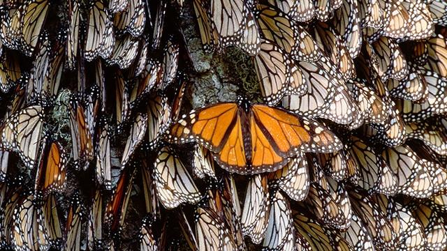 Day of the Dead and Monarch Butterflies